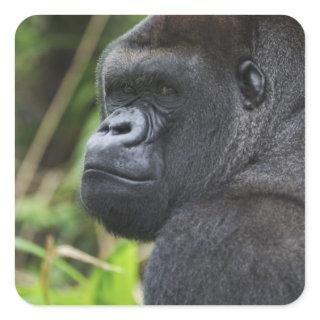 Silverback Lowland Gorilla, Gorilla Captive Square Sticker