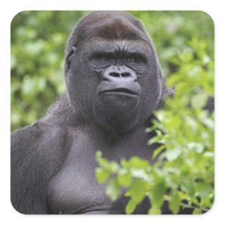 Silverback Lowland Gorilla, Gorilla gorilla, Square Sticker