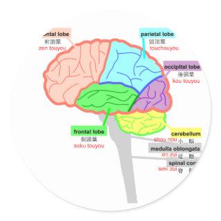 simple parts of the brain japanese classic round sticker
