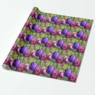 Single Purple Tulip