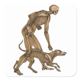 skeleton man and dog human animal anatomy art  square sticker
