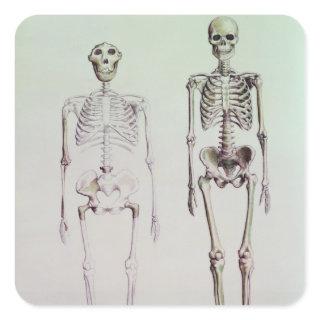 Skeletons of Australopithecus Boisei Square Sticker