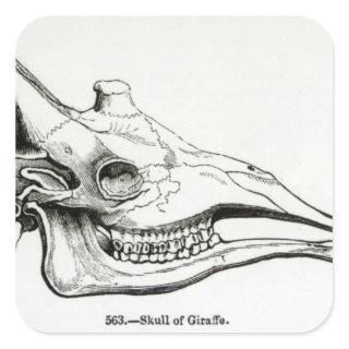 Skull of a Giraffe Square Sticker