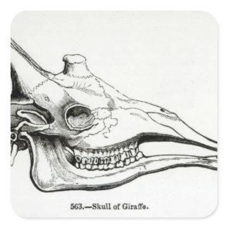 Skull of a Giraffe Square Sticker