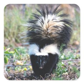 Skunk Black and White Square Sticker