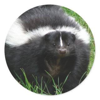 Skunk Photo Sticker