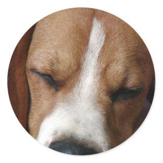 Sleeping Beagle Sticker