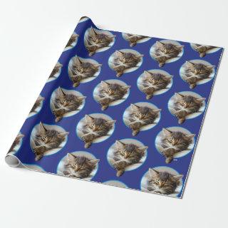 Sleeping Kitten