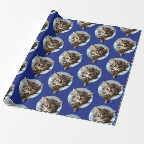 Sleeping Kitten