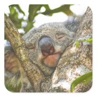 Sleeping Koala Bear Sticker