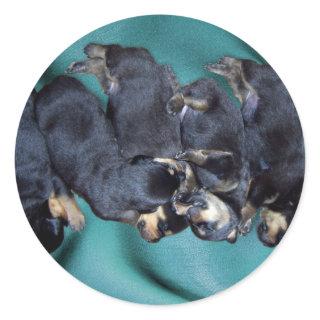 sleepyhead rottweiler puppies classic round sticker