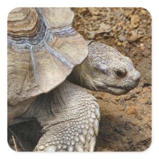 Slow Square Sticker