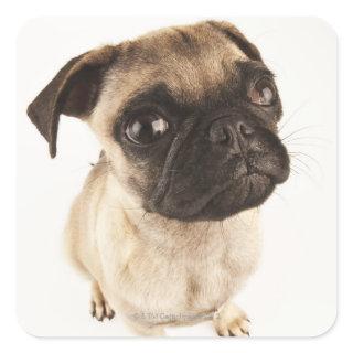 Small breed of dog with short muzzled face square sticker