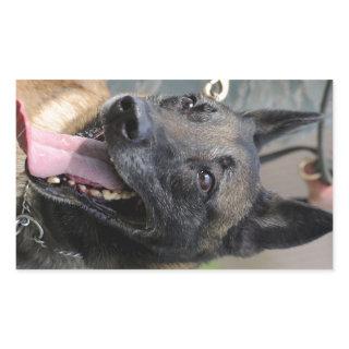 Smiling Belgian Malinois Dog Rectangular Sticker