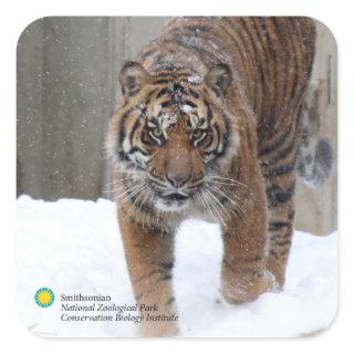 Smithsonian | Sumatran Tiger Damai Square Sticker