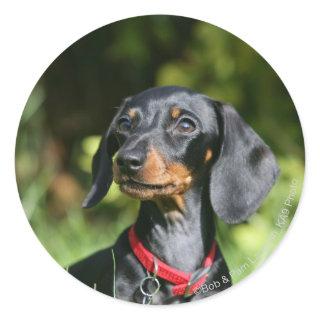 Smooth-haired Miniature Dachshund 3 Classic Round Sticker