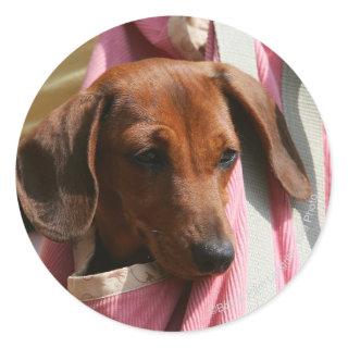 Smooth-haired Miniature Dachshund Puppy Classic Round Sticker