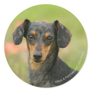 Smooth-haired Miniature Dachshund Puppy Looking at Classic Round Sticker