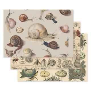 Snail Garden Pet Gastropod Slug Botanical Snails  Sheets