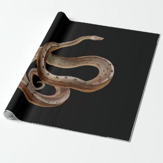 Snake - Black - Animal