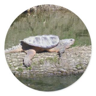 Snapping Turtle Classic Round Sticker