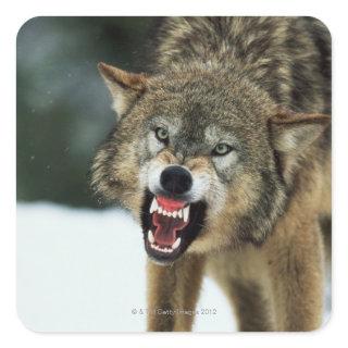 Snarling gray wolf square sticker