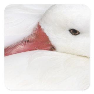 Snow Goose Chen caerulescens Square Sticker