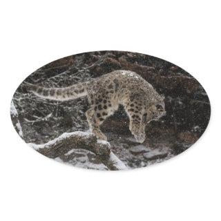 Snow Leopard Cub Pounce Oval Sticker