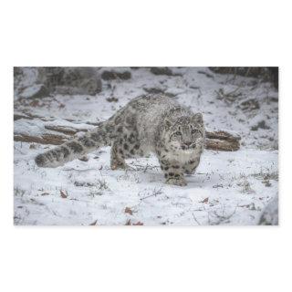 Snow Leopard Cub Stalking Rectangular Sticker