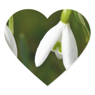 Snowdrop flowers heart sticker