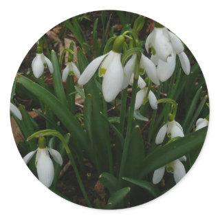 Snowdrops I (Galanthus) White Spring Flowers Classic Round Sticker
