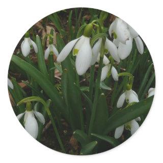 Snowdrops I (Galanthus) White Spring Flowers Classic Round Sticker