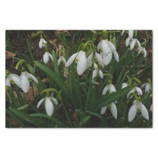 Snowdrops I (Galanthus) White Spring Flowers Tissue Paper