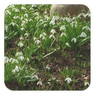 Snowdrops II (Galanthus) Spring Floral Square Sticker