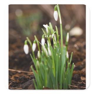 Snowdrops  square sticker