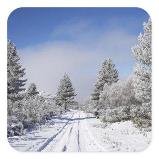 Snowy Track and Pine Trees, Cambrians, near St Square Sticker