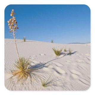 Soaptree Yucca, long Shadow, Transverse Dunes Square Sticker