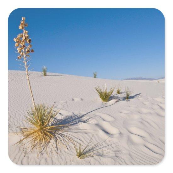 Soaptree Yucca, long Shadow, Transverse Dunes Square Sticker
