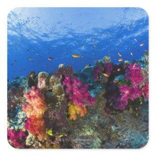 Soft corals on shallow reef, Fiji Square Sticker