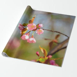 Soft Pink Tender Sakura Flowers