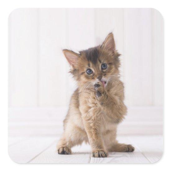 Somali Licking Forefoot Square Sticker