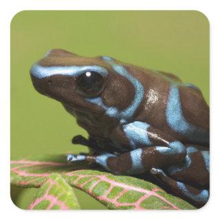 South America, Panama Square Sticker