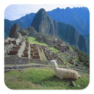 South America, Peru. A llama rests on a hill Square Sticker