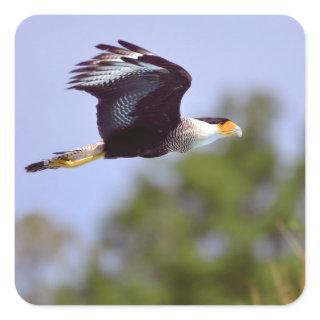Southern Crested Caracara in fligCustomize Product Square Sticker
