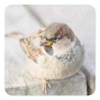 Sparrow - After The Transatlantic Square Sticker