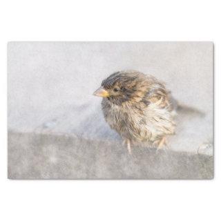 Sparrow - Weather Forecast Epic Fail Tissue Paper