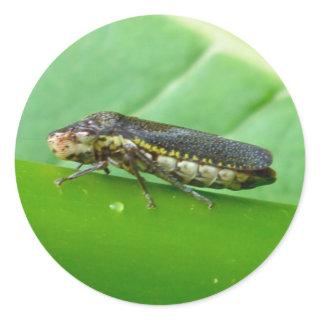 Speckled Sharpshooter Leaf Hopper Items Classic Round Sticker