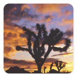 Spectacular Sunrise at Joshua Tree National Park Square Sticker