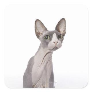 Sphynx Cat with surprised expression Square Sticker