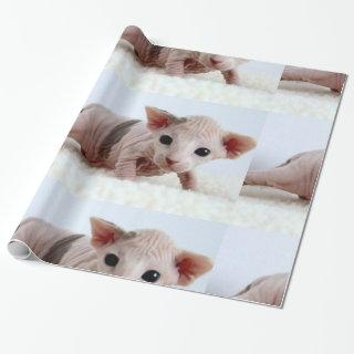 Sphynx kitten.png